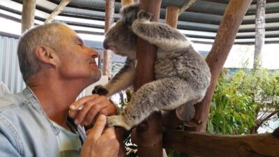 Cliff with a Koala