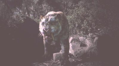 La Brea S1x02 Smilodon Saber-Tooth