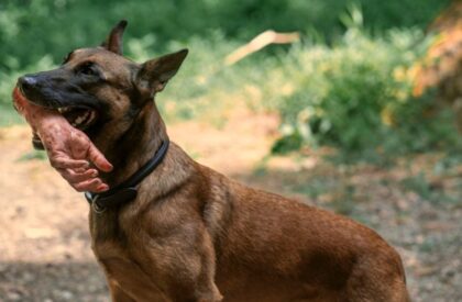 Fallout CX404 aka Dogmeat