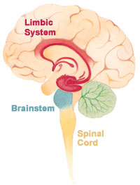 Click to learn more about the brains limbic system!