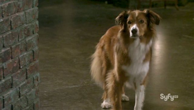 Warehouse 13 S3x10 Trailer Dog